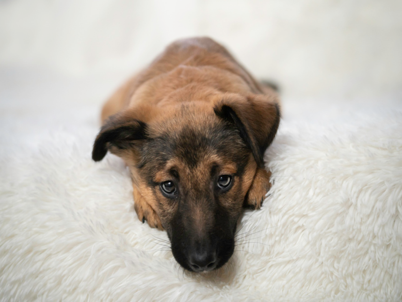 Chien noir et marron allongé sur ses pattes